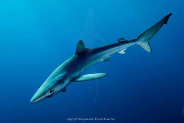 The blue shark is among the most impressive of all shark species because of its distinct blue color. Blue shark